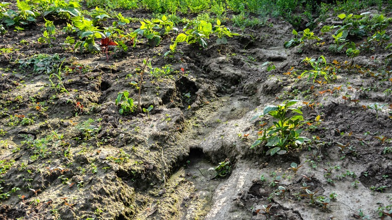 Soil erosion from heavy rain in vegetable garden