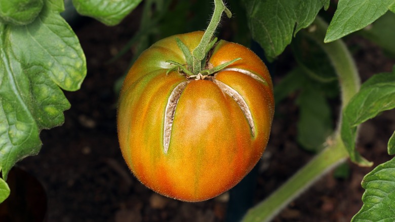 split tomato on vine