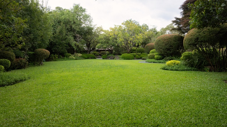 lush green lawn with neatly trimmed bushes