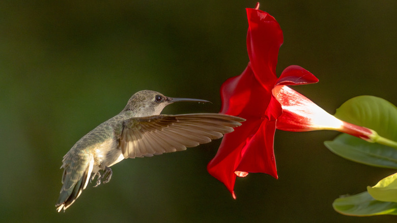 Hummingbird feeding from a red mandevilla flower