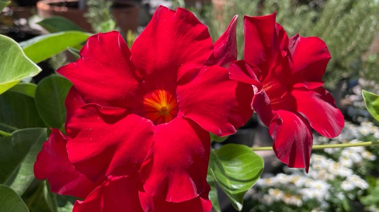 'Red Velvet' mandevilla with red blooms