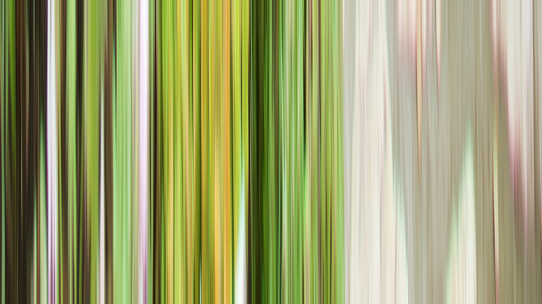 Fence with a variety of different climbing vines