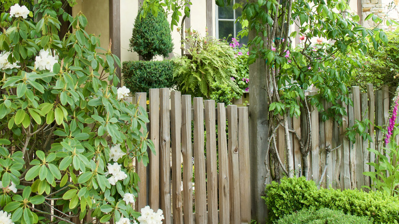 Fence with a variety of different climbing vines