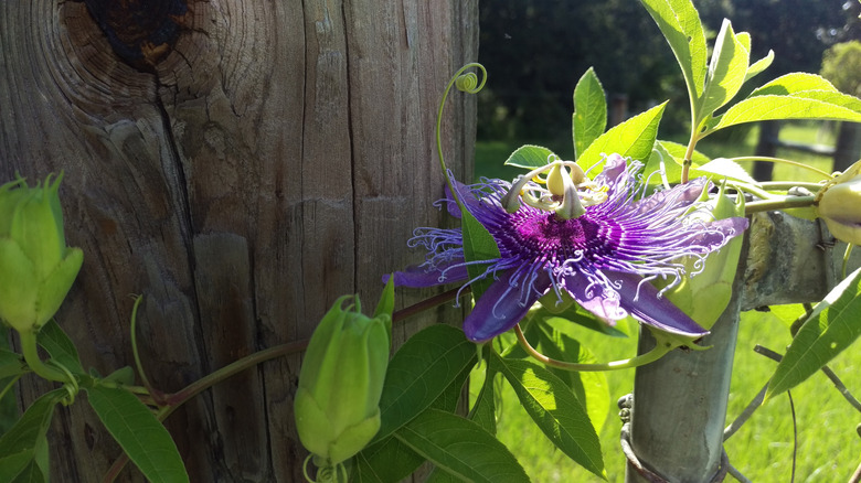 Passionflower (Passiflora incarnata) on a wooden fence post