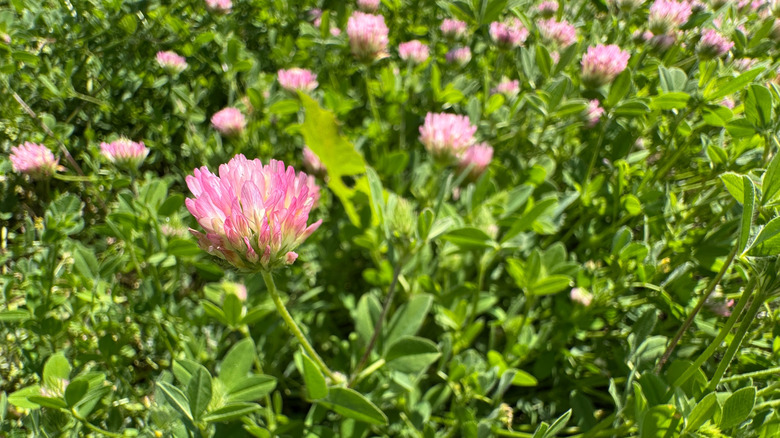 flowering strawberry clover Trifolium fragiferum