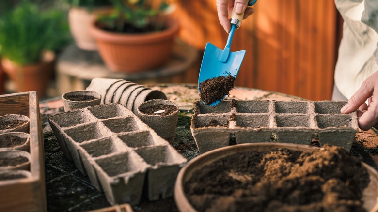 hand putting soil in seed trays