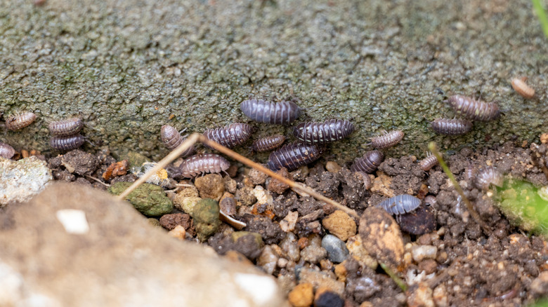 Multiple pill bugs on ground