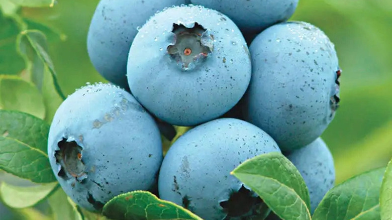 Closeup of Northland variety blueberries