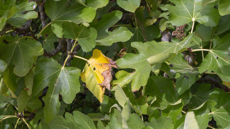 Close up of fig tree leaves showing signs of disease