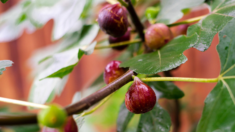 A Chicago Hardy fig tree bursting with ripe purple fruit