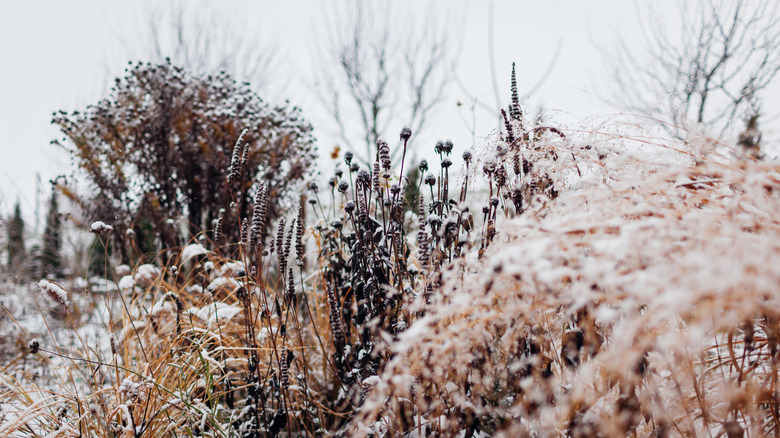 A garden with perennials and ornamental grasses covered in snow