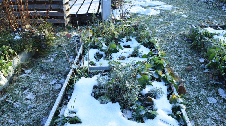 A snowy garden bed