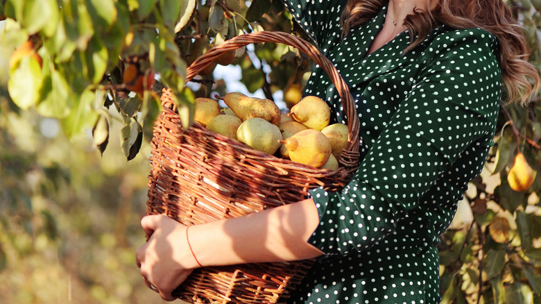 A woman in a black and white polka-dot blouse holding a basket of pears she picked from a tree.