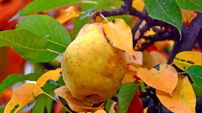 A Nova pear on a tree in autumn.