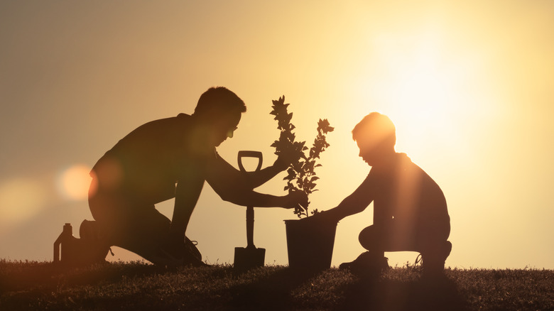 A silhouette of a father and son planting a tree against a sunset