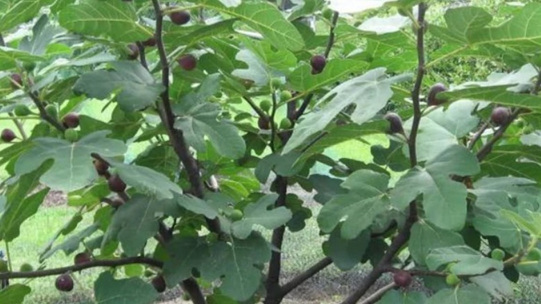 A 'Chicago hardy' fig tree grows outdoors and has set fruit.