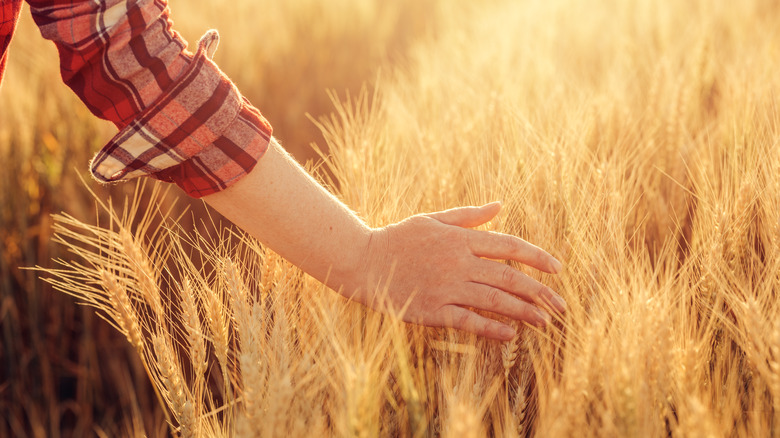 Female brushes her hand across stalks of wheat during golden hour