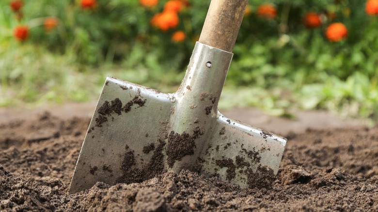 Shovel loosening soil in a garden bed