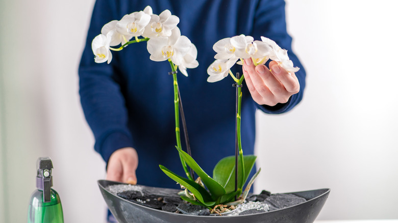 Hands caring for an orchid