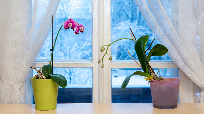 Orchids sitting in front of a window with snow outside