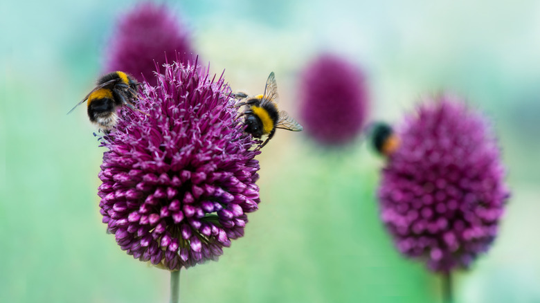 Bees foraging on purple drumstick allium flower heads