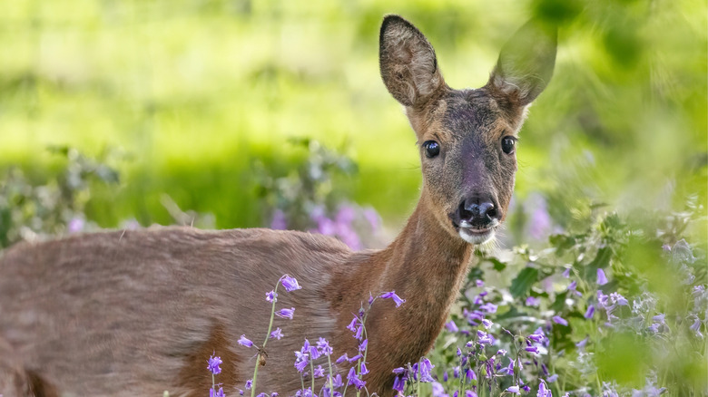Deer standing among purple flowers
