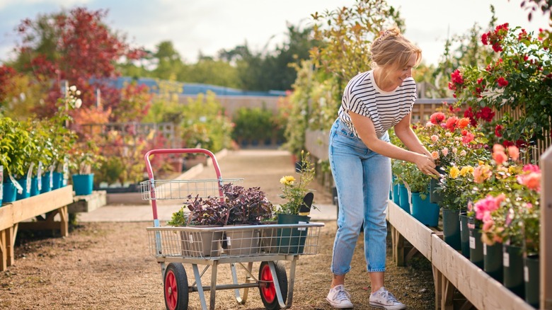 A woman selecting flowers at a garden center
