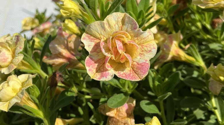 Closeup of the Superbells Magic® Double Grapefruit variety