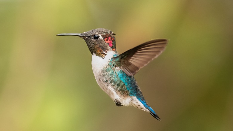 Blue and white hummingbird in flight