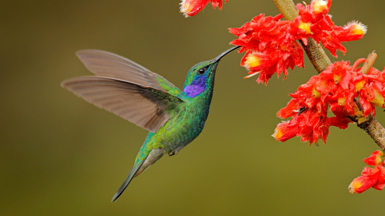The Color You Should Add To The Garden To Help Attract Hummingbirds
