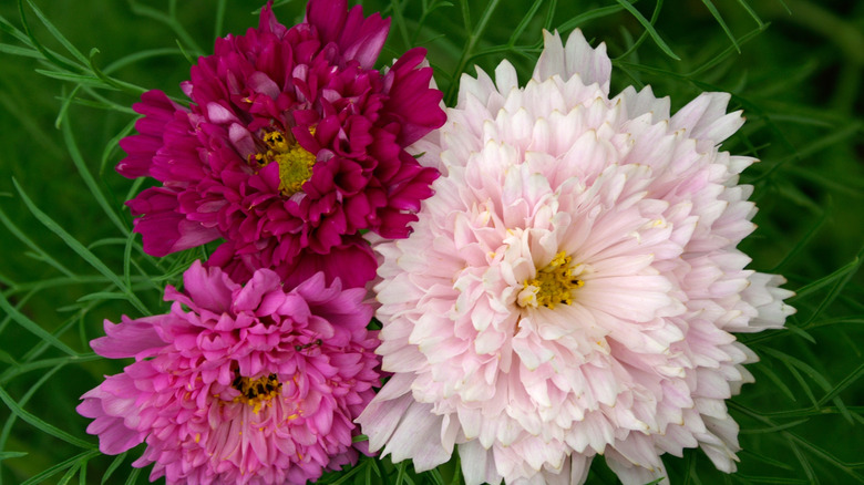 Three colors -- magenta, pink, and blush -- of double click cosmos in the garden.
