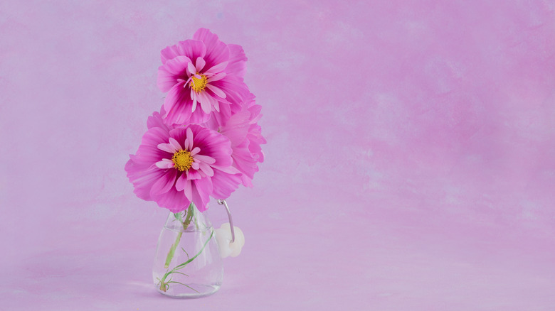 Two pink double click cosmos in a vase.