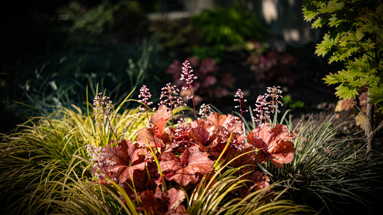Heuchera provide color in both their leaves and delicate flowers