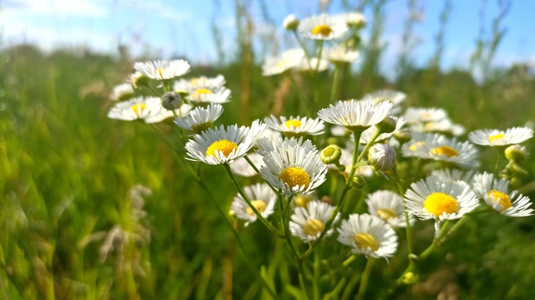 Daisy fleabane in bloom in a field
