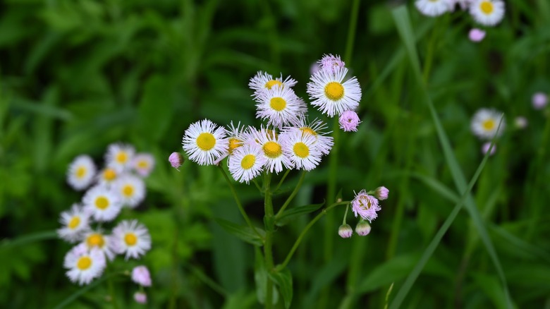 Philadelphia fleabane in bloom in a garden