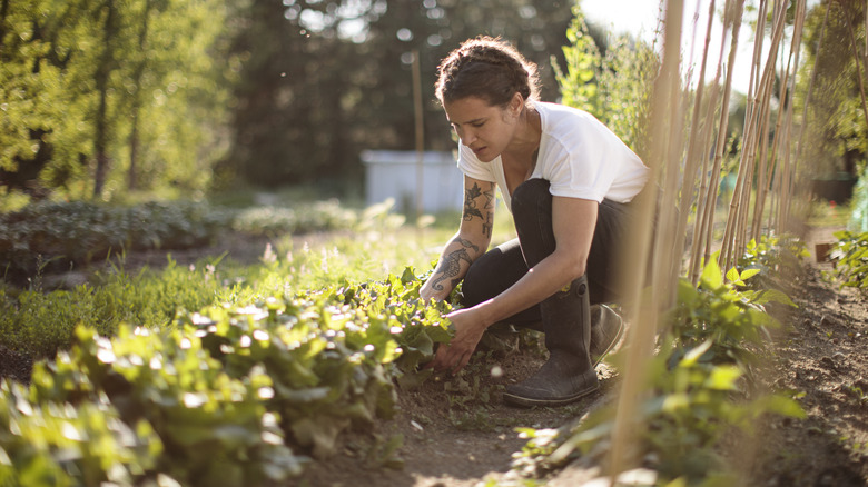 A person gardening among rows of plants