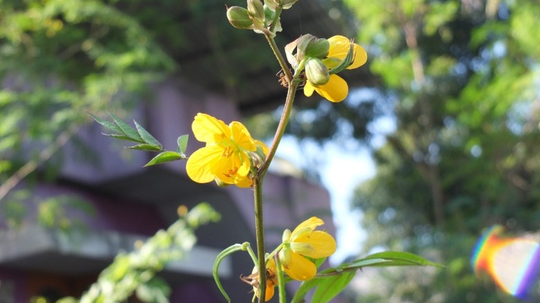 Closeup of Maryland senna flowers