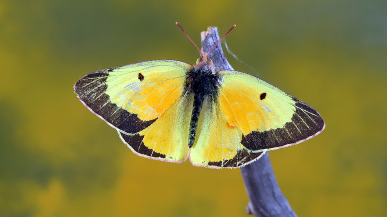 A Sulphur butterfly resting on a stick