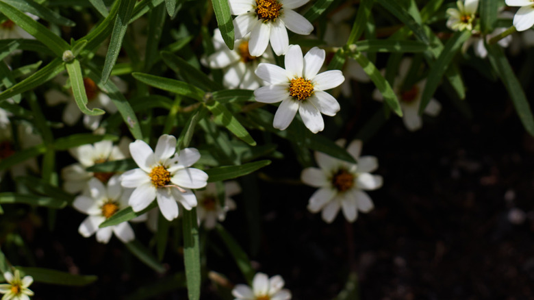 Blackfoot daisy (Melampodium leucanthum) blooming