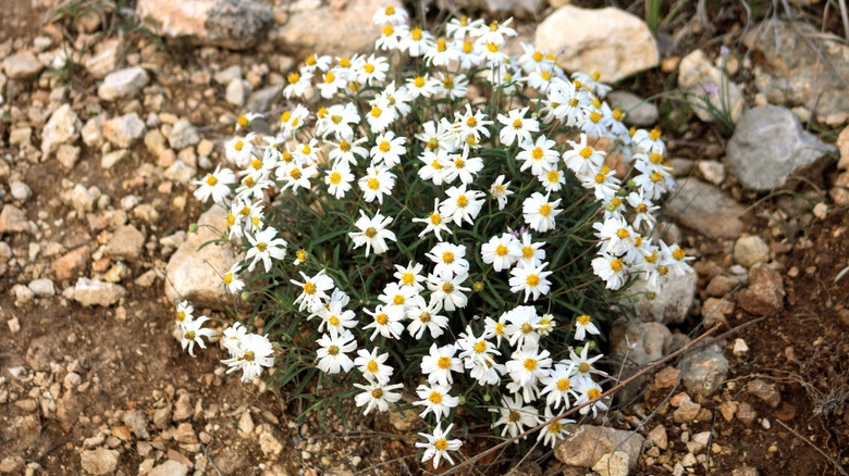 A mound of Blackfoot daisies