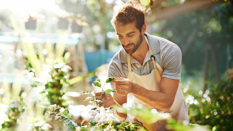 A man tending to his garden in the sun