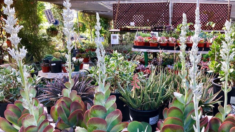 Flower spikes on blooming flapjack succulents