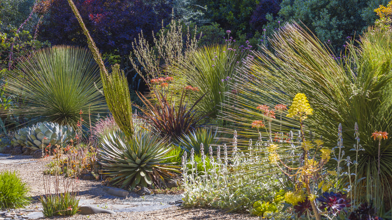 A variety of succulents can be seen growing alongside a garden path.