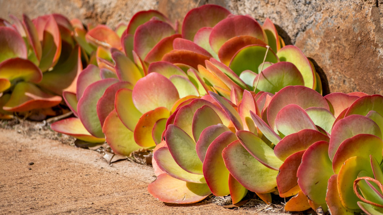 A number of flapjack succulents are growing out of a line of dirt along a stone wall.