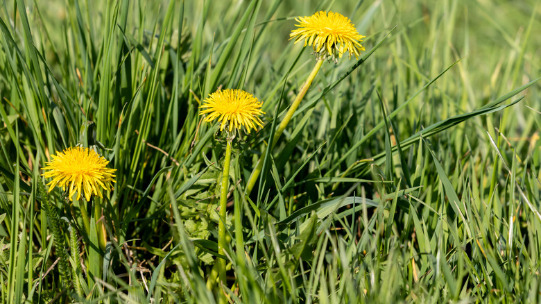 Dandelion weeds growing amongst tall grass