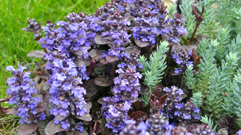 Ajuga in bloom in a portion of the garden next to grass