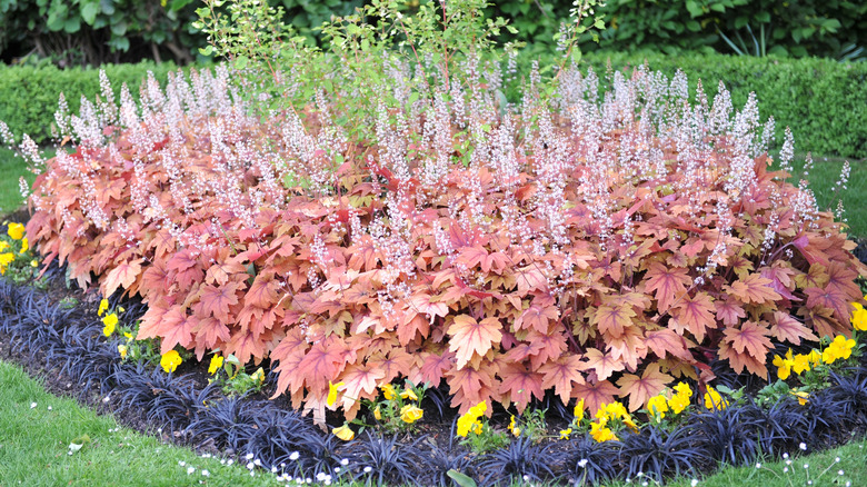 Ground cover of red heuchera surrounded by grass with shrubs in the background