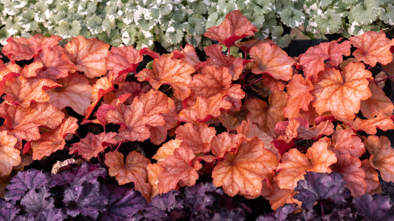 Variety of coral bells close up