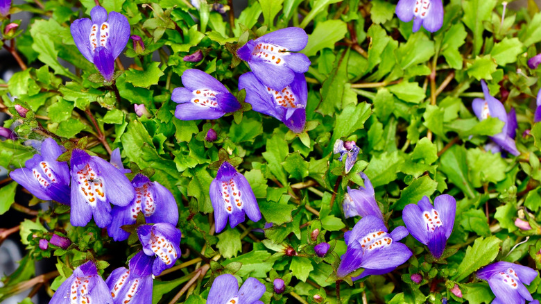 patch of creeping mazus