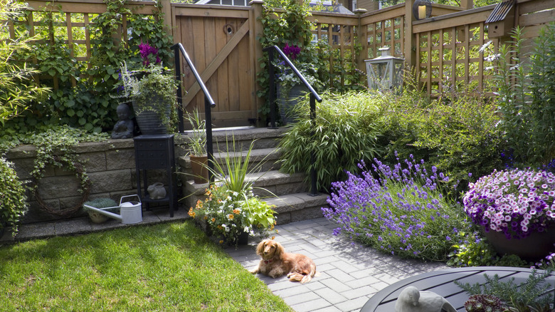 A cocker spaniel sits in a small, well-manicured garden.